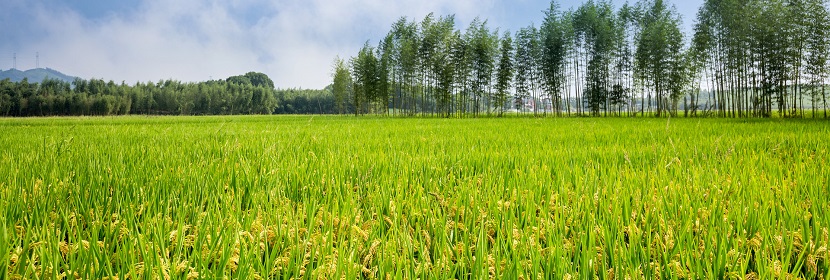 農(nóng)業(yè)外來入侵物種普查