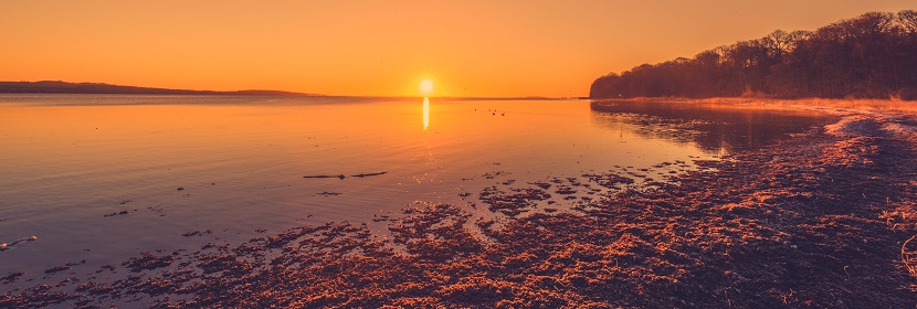 動(dòng)物血液檢測(cè)