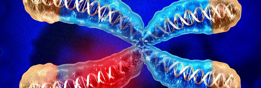 消毒劑細(xì)胞染色體畸變試驗(yàn)