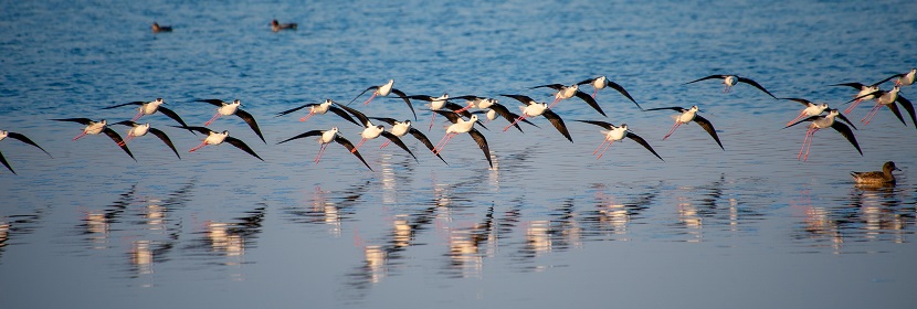 鳥(niǎo)類資源調(diào)查